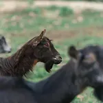 Banduja Reserve - Slow By Nature *