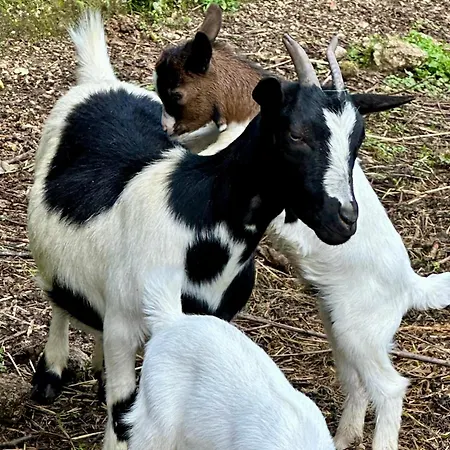 Casas Da Casa Do Telho سيلوريكو دي باستو