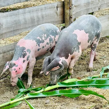 Casas Da Casa Do Telho بيت خشبي سيلوريكو دي باستو