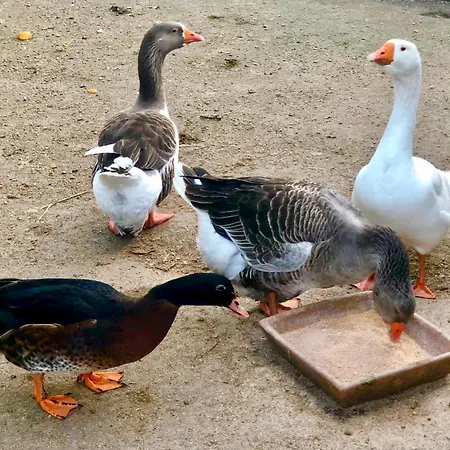 Casas Da Casa Do Telho بيت خشبي *