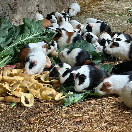 Lodge Casas Da Casa Do Telhô Castelbuono