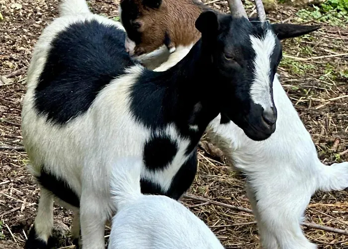 Casas Da Casa Do Telhô Castelbuono