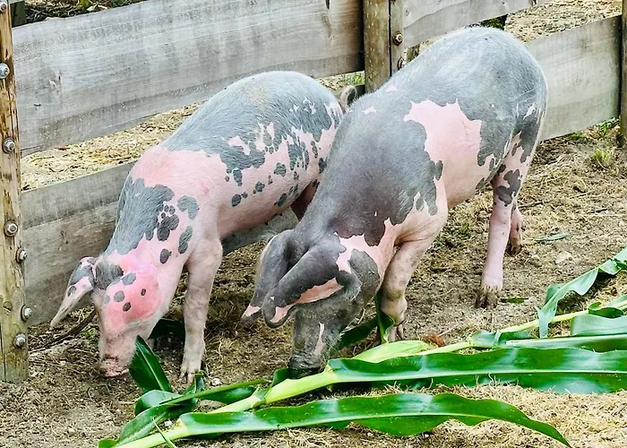 Casas Da Casa Do Telho بيت خشبي سيلوريكو دي باستو