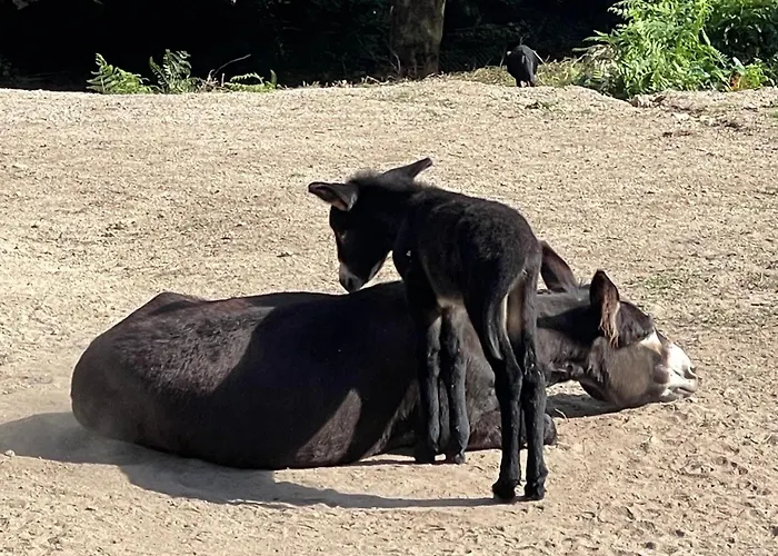 Lodge Casas Da Casa Do Telho Celorico De Basto
