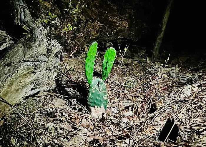 بيت خشبي Casas Da Casa Do Telho *