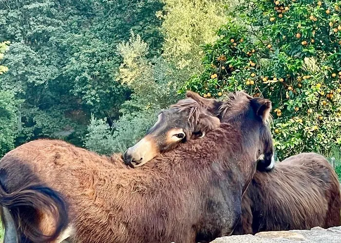 Casas Da Casa Do Telhô * Castelbuono