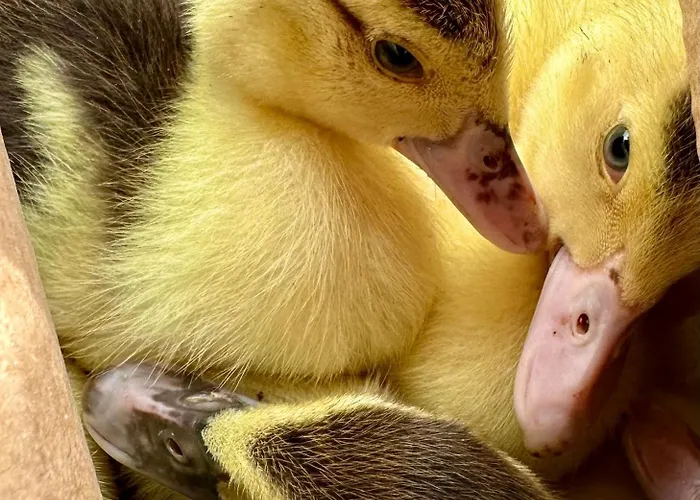 Casas Da Casa Do Telhô * Castelbuono