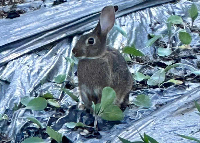 Casas Da Casa Do Telhô Castelbuono