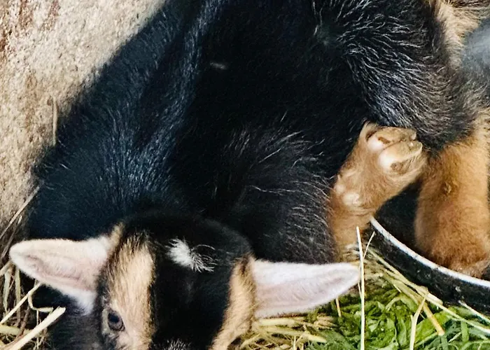 Lodge Casas Da Casa Do Telhô Castelbuono