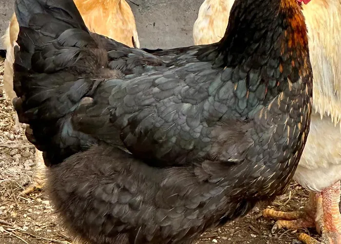 Casas Da Casa Do Telhô Castelbuono