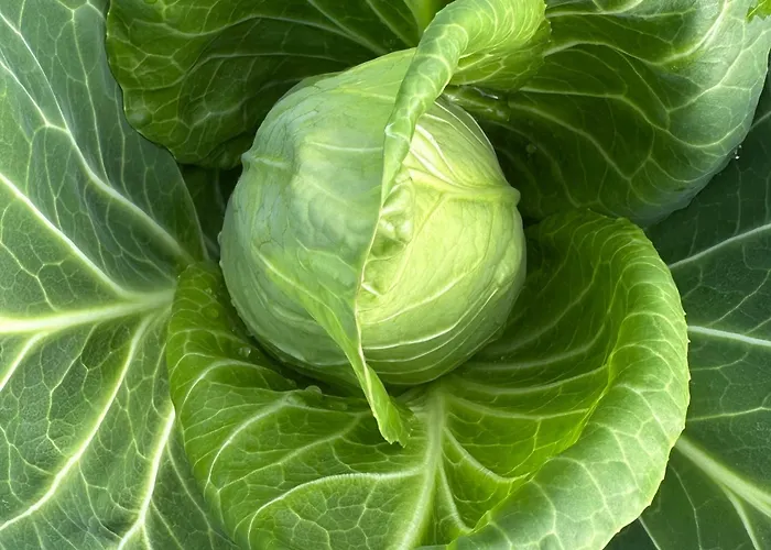 بيت خشبي Casas Da Casa Do Telho *