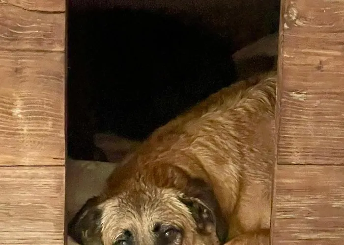 بيت خشبي Casas Da Casa Do Telho