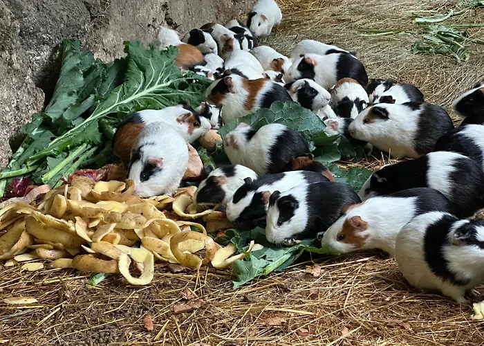 بيت خشبي Casas Da Casa Do Telho سيلوريكو دي باستو