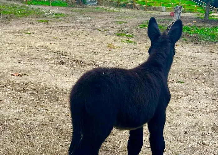 Casas Da Casa Do Telho سيلوريكو دي باستو
