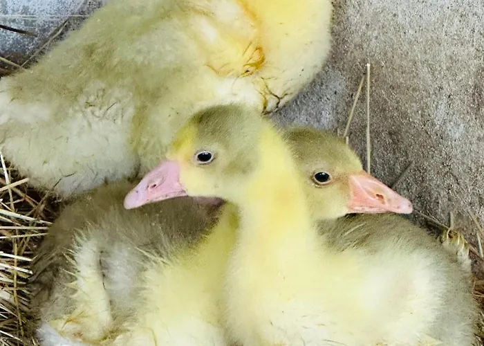 Casas Da Casa Do Telho