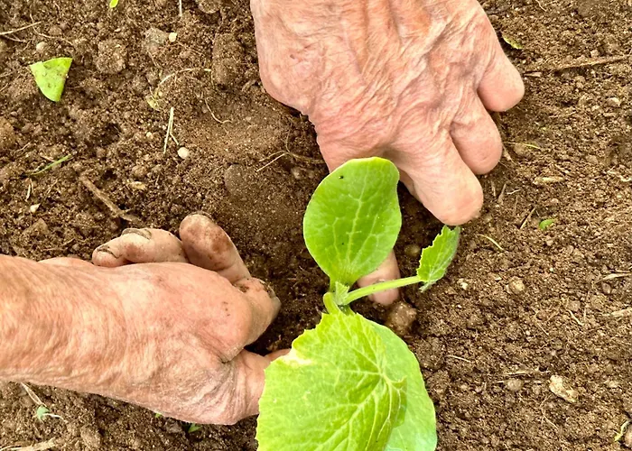 Casas Da Casa Do Telho بيت خشبي *